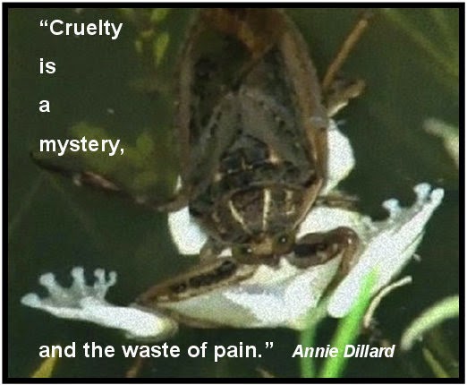 Annie dillard the death of a moth essay